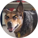 L C profile picture